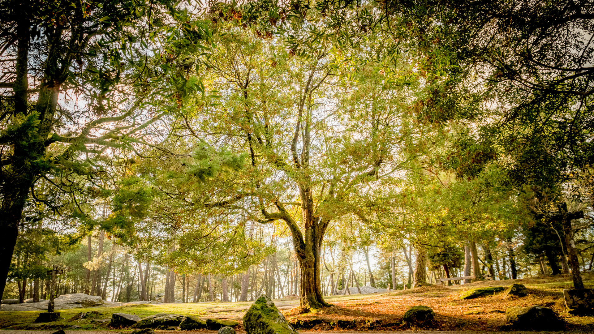 Gran árbol bosque Monte Aloia