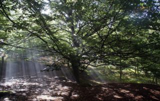 Arboleda rayos luz